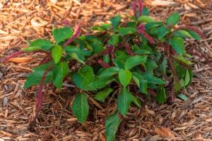 Chenille (Cat Tail Plant)